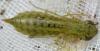 Anax sp.